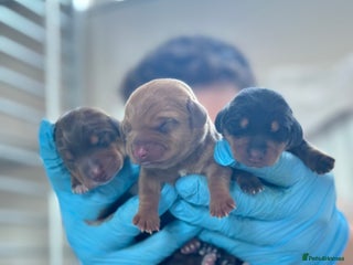 Miniature Dachshund dogs Beautiful Miniature Daschund puppies - Advert 7