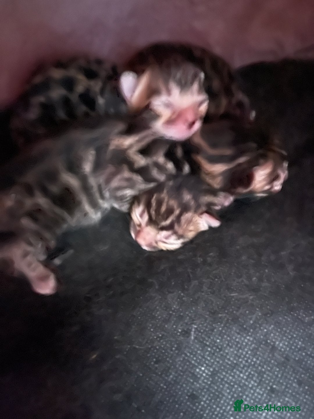 Bengal cats for sale: Bengal kittens for sale-Stunning 3-color Rosettes  - Image 9