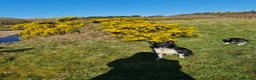 Border Collie dogs for sale: 18 month old Border Collie bitch in Lochgilphead - Advert 4