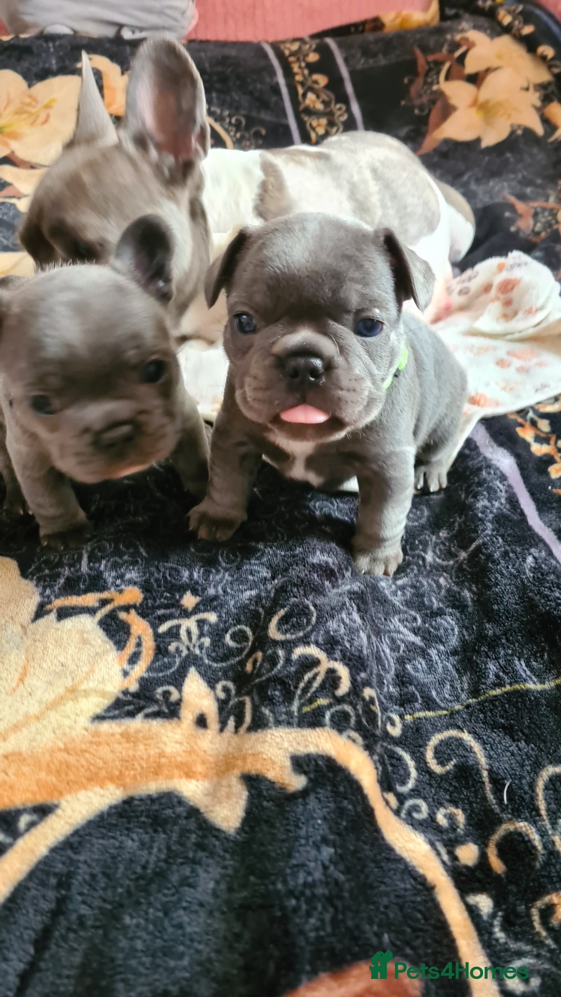 French Bulldog dogs for sale: French bulldogs - Advert 3