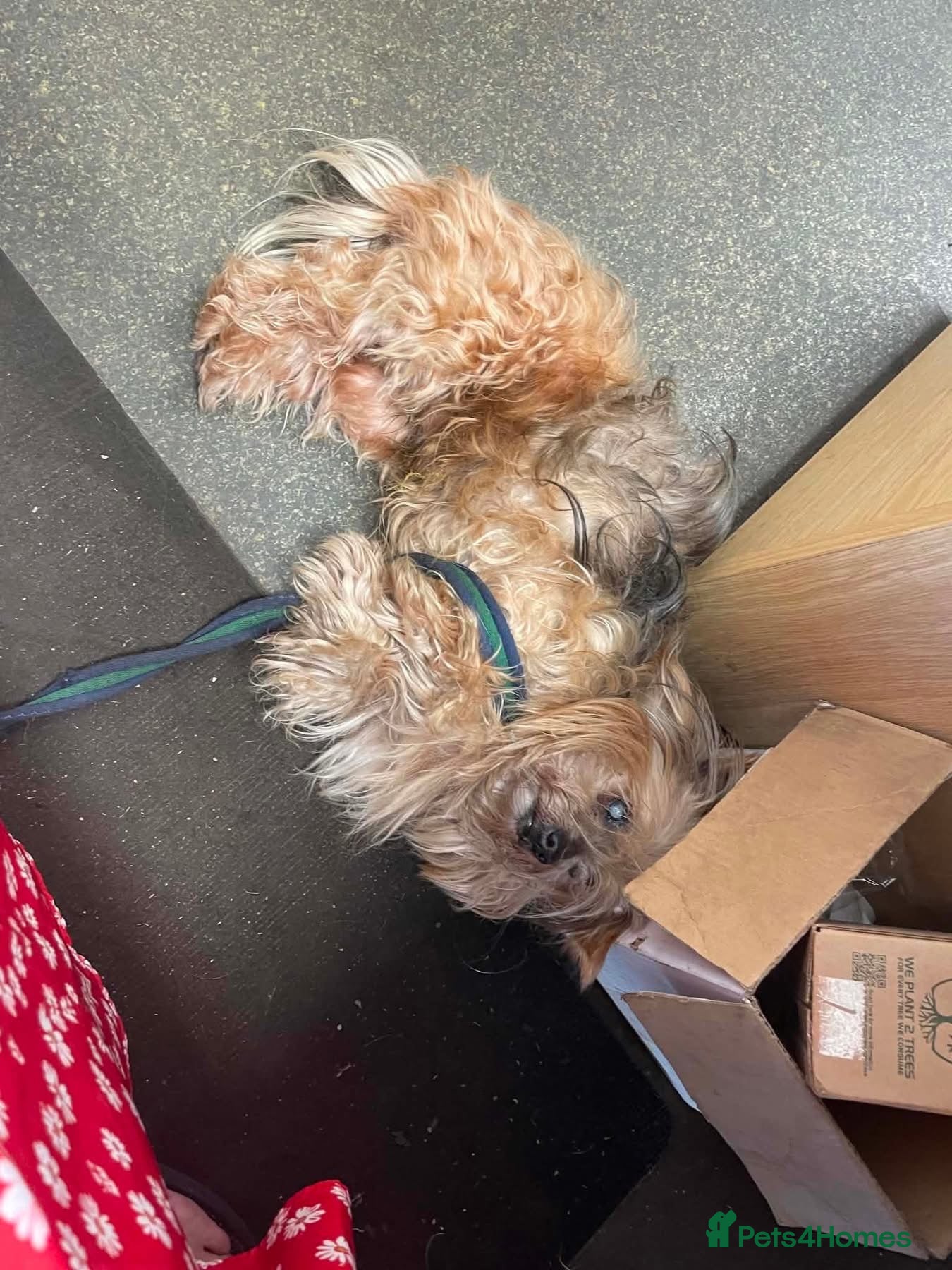 Mixed Breed dogs for adoption: Brantis -Hingham Norfolk  in Norwich - Advert 7