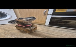 Mixed Breed dogs for sale: 2 female older dogs  - Image 4