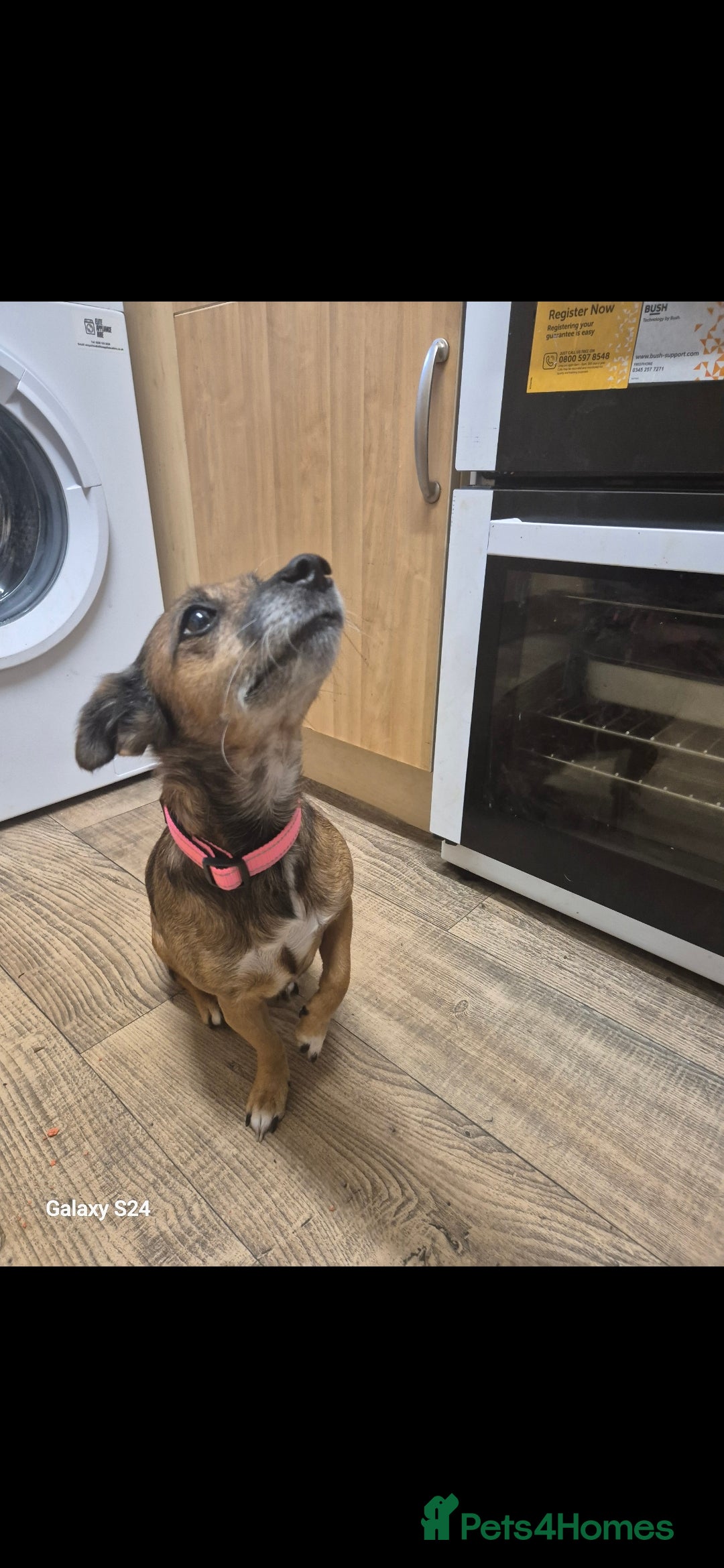 Mixed Breed dogs for sale: 2 female older dogs  - Image 4