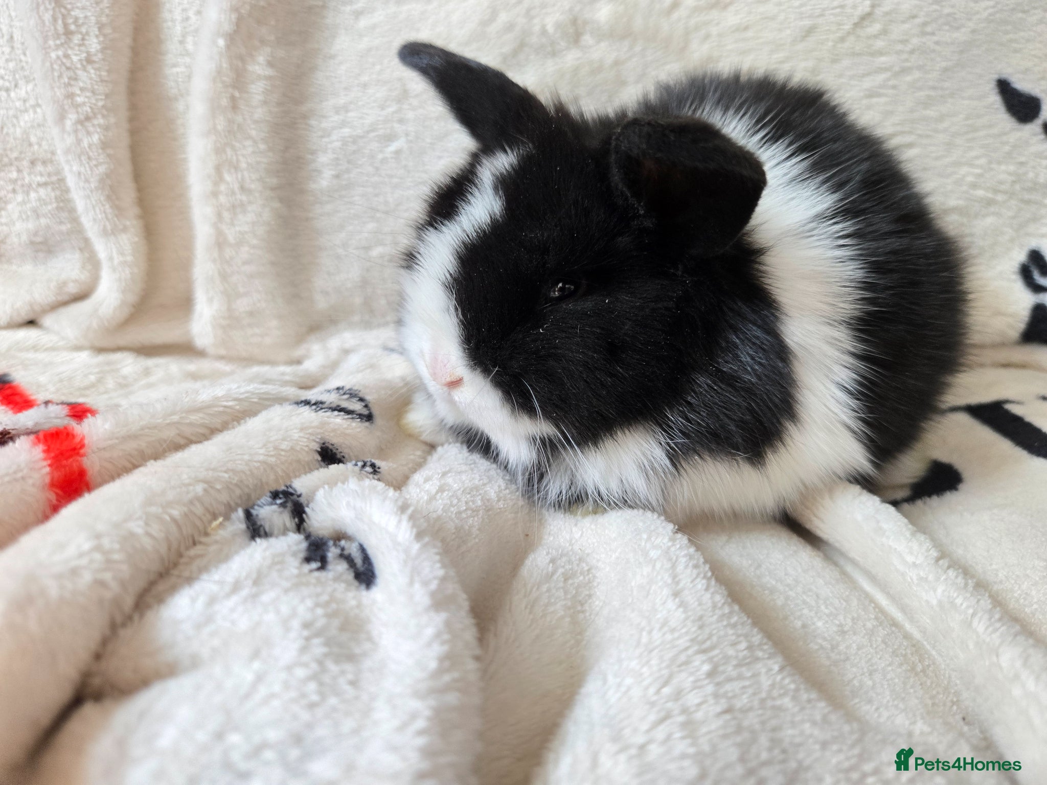 Mini Lop rabbits Stunning mini lops - Advert 22