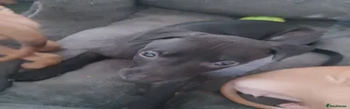 Obsidian 