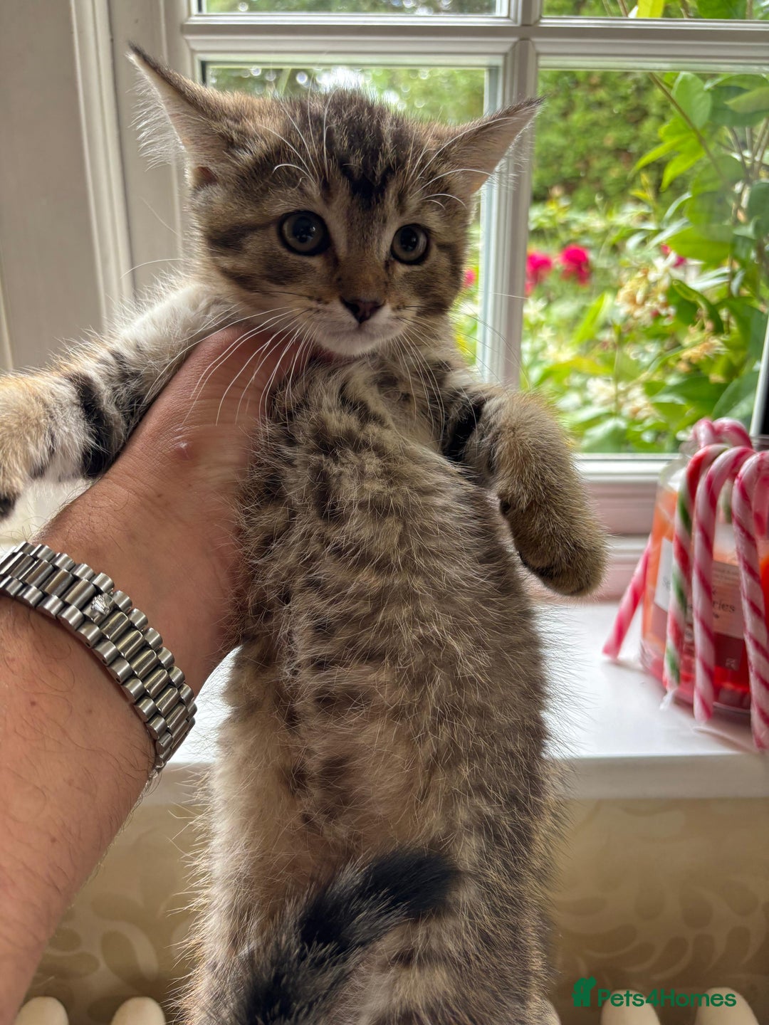 Mixed Breed cats for sale: 12 kittens 3 litters ready to reserve in St Albans - Image 13