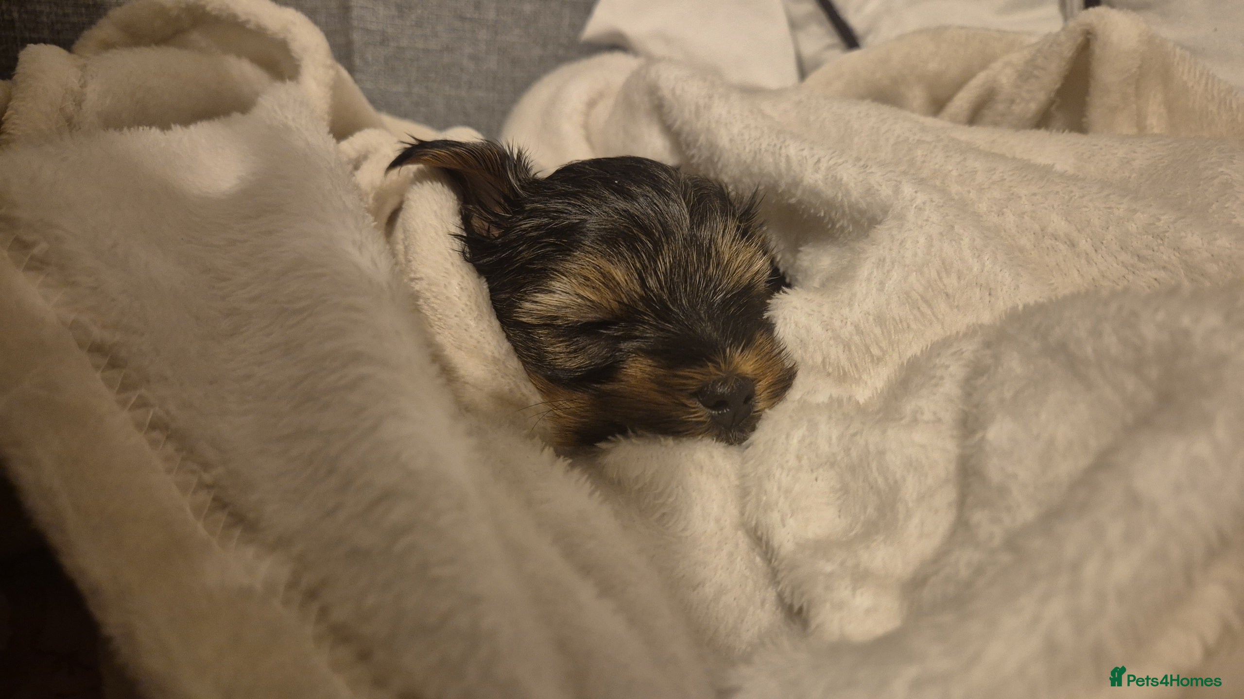 Yorkshire Terrier dogs Adorable Female Yorkie Puppy Looking for a Home 🌸 - Advert 9