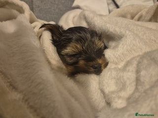 Yorkshire Terrier dogs Adorable Female Yorkie Puppy Looking for a Home 🌸 - Advert 3