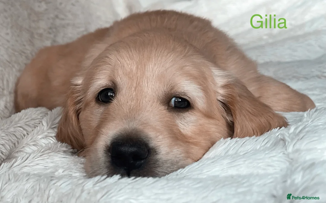 Golden Retriever dogs for sale: Chunky KC Female Golden Retrievers - Advert 2