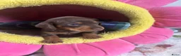 Miniature Dachshund dogs for sale: Beautiful dapple miniature dachshund puppies  in Whitby - Advert 4