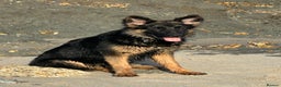 German Shepherd dogs for sale: Female German Shepherd 6months old  - Advert 1