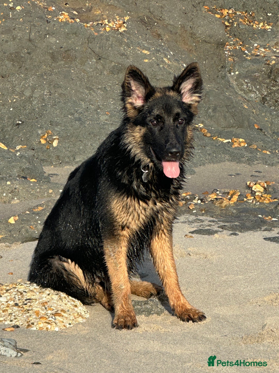 German Shepherd dogs for sale: Female German Shepherd 6months old  - Advert 1