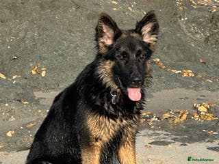German Shepherd dogs Female German Shepherd 6months old - Advert 2