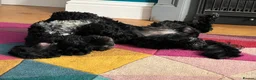 Cockapoo dogs for sale: Cockapoo for rehome/sale in Sutton - Advert 8