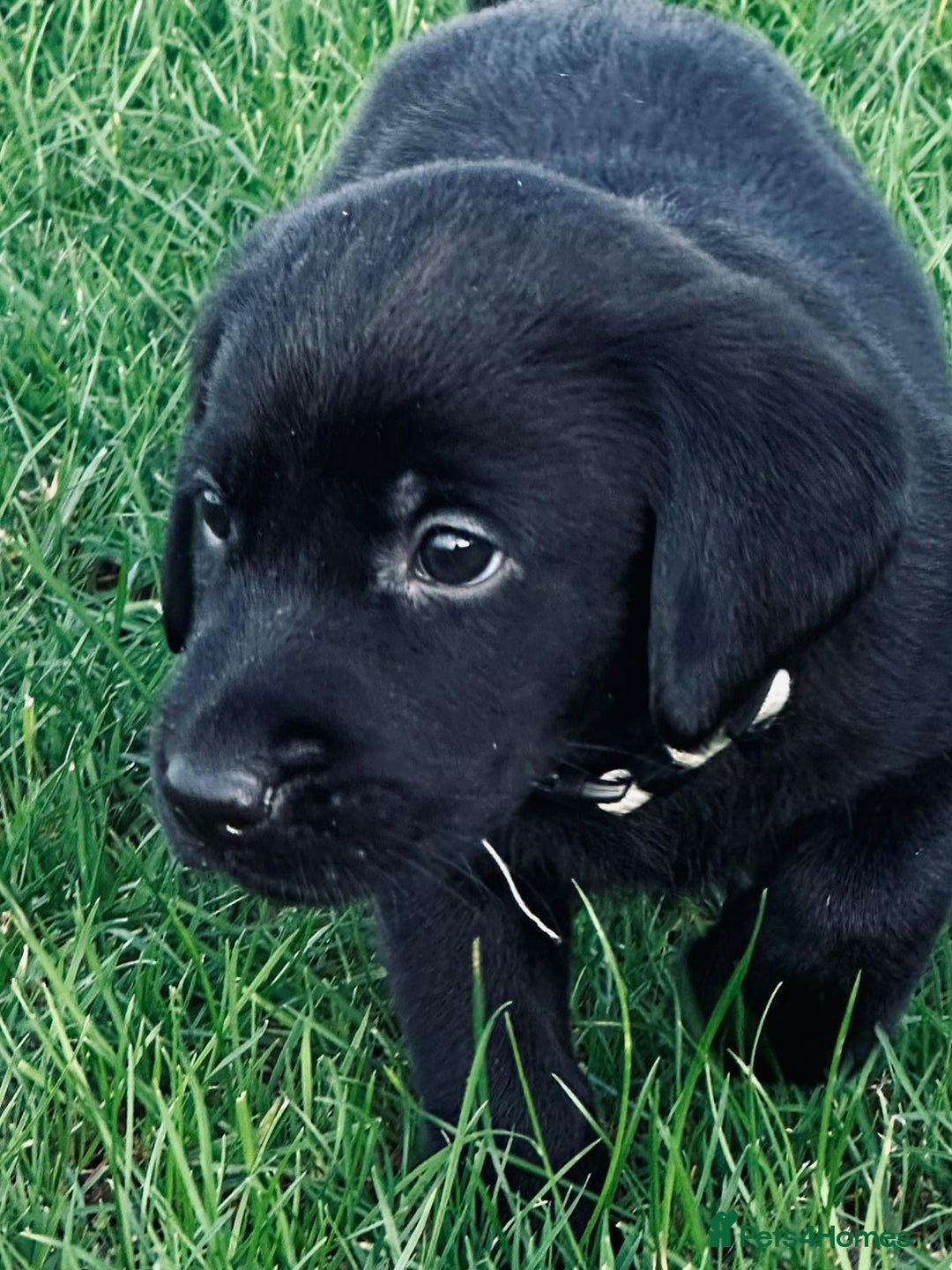 Labrador Retriever dogs for sale: Perfect Litter of 5th Generation Labrador Puppies - Advert 5