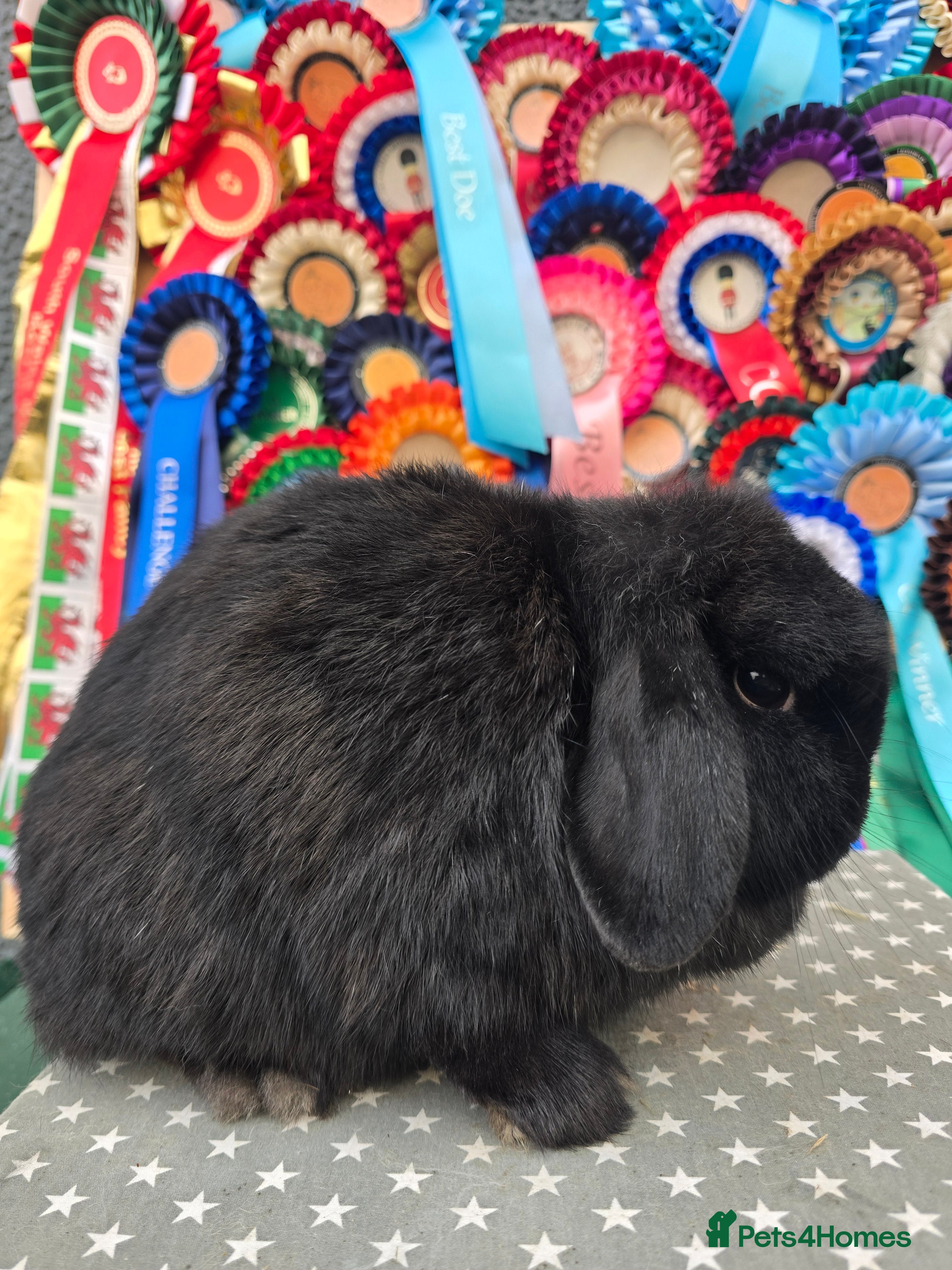 Mini Lop rabbits 3 gorgeous mini lops does available  - Advert 2