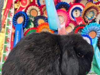Mini Lop rabbits 3 gorgeous mini lops does available - Advert 2