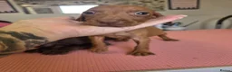 Mixed Breed dogs for sale: Hungarian vizsla x German shorthair pointer pups  - Advert 12