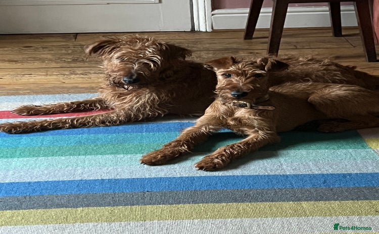 Irish Terrier dogs - Advert 1