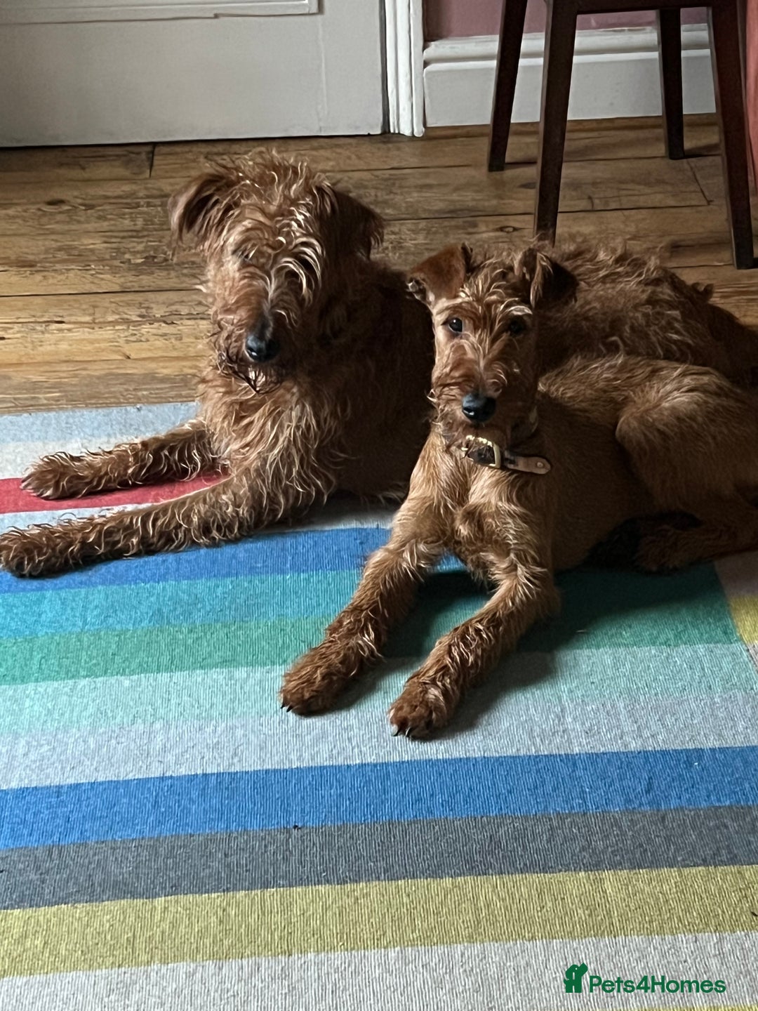 Irish Terrier dogs for sale: KC Pedigree Irish Terrier Puppies for Sale  - Image 1