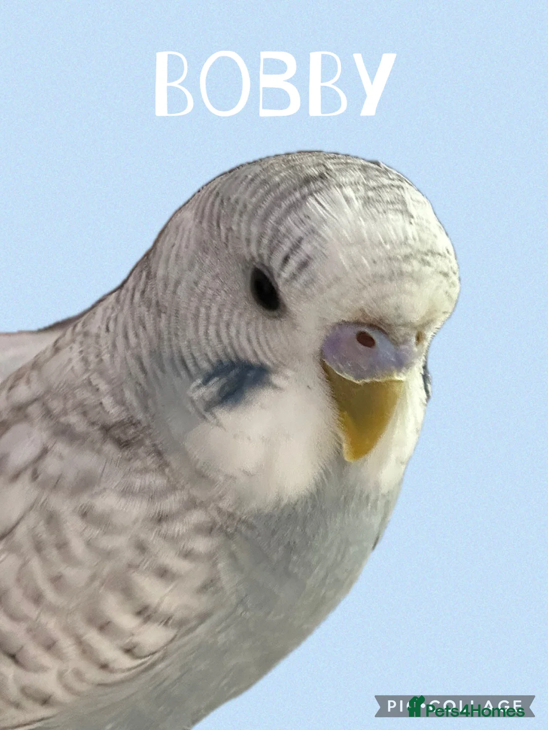 Budgerigars birds for sale: Bobby the Budgie - Advert 3