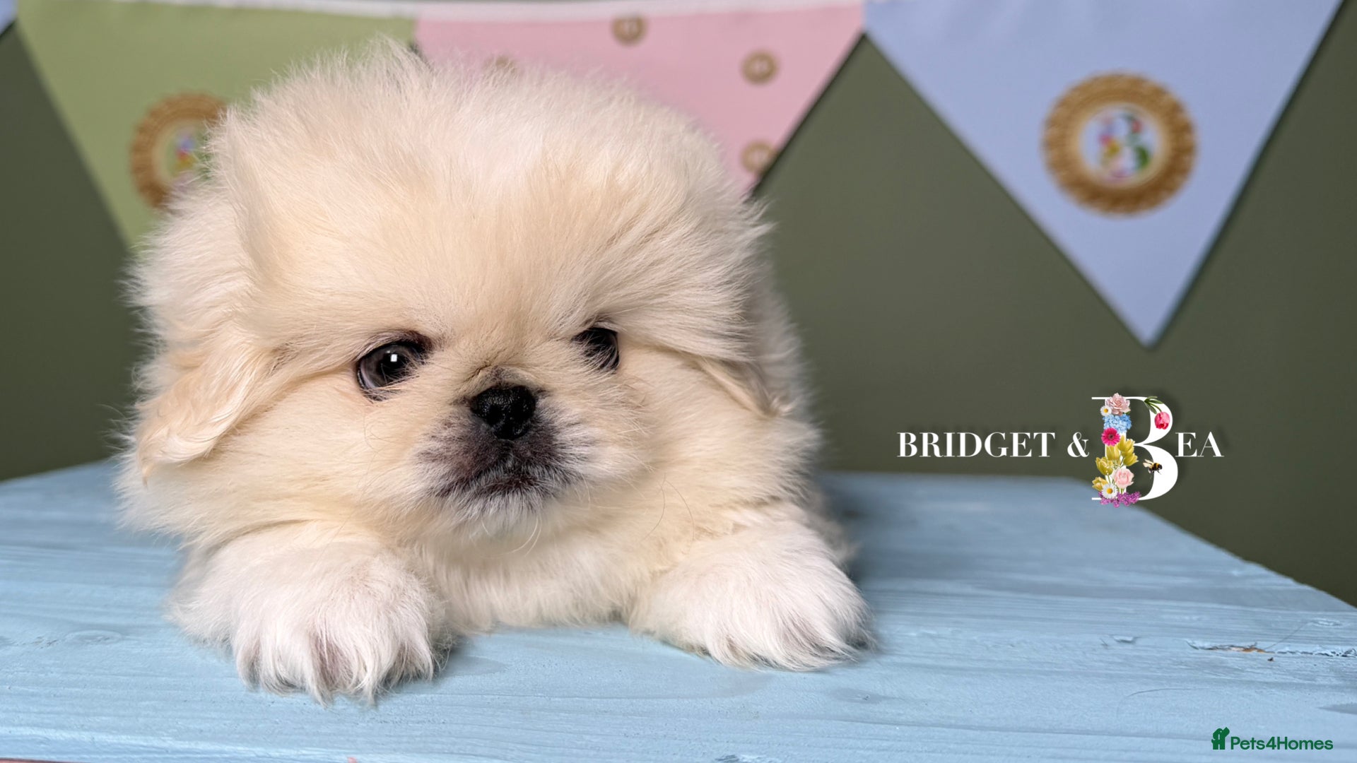 Pekingese dogs 🩷READY NOW 1 girl 1 boy 🩵 - Advert 8