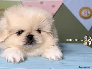 Pekingese dogs 🩷READY NOW 1 girl 1 boy 🩵 - Advert 8