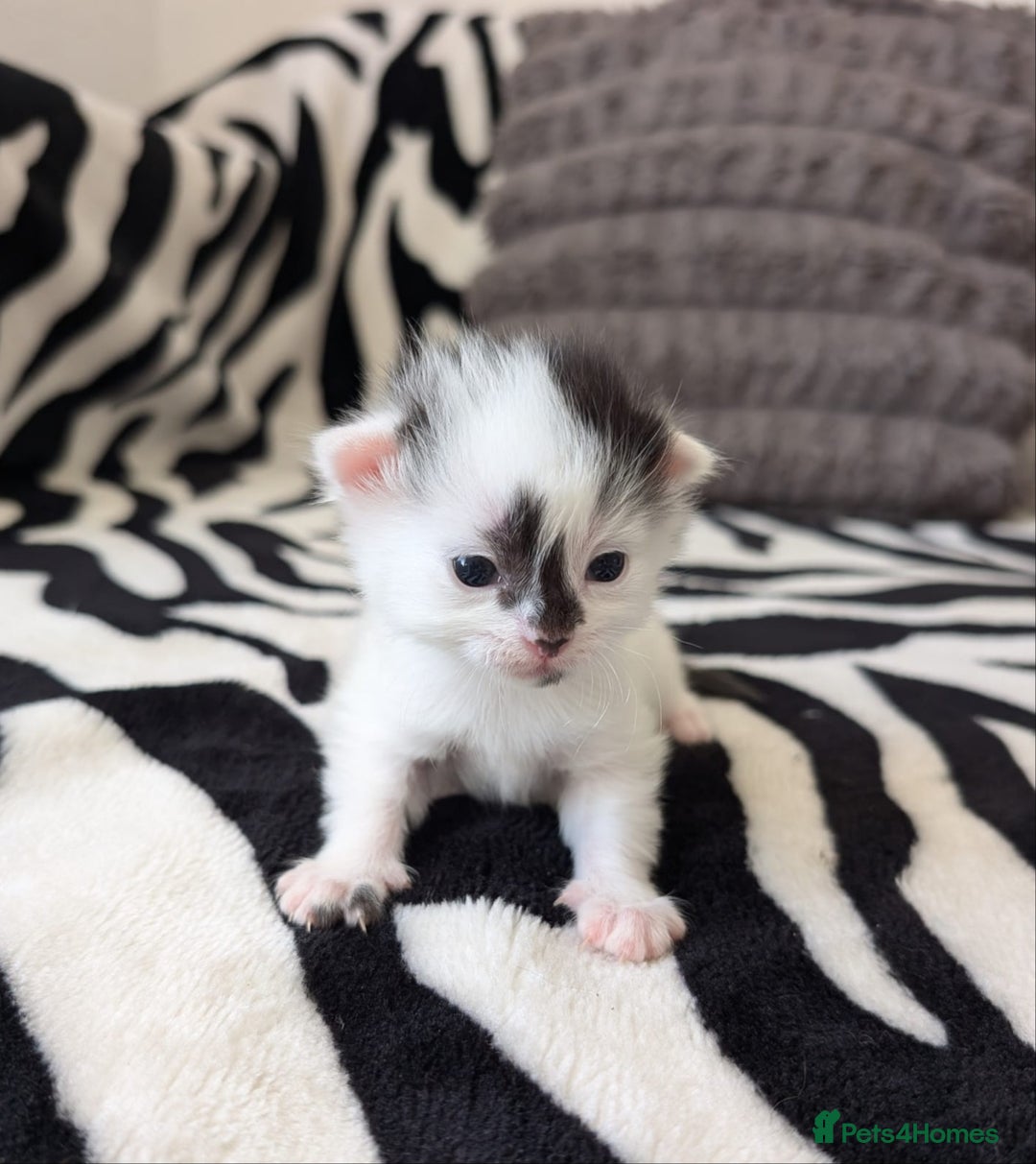 Mixed Breed cats for sale: Kittens  - Image 7