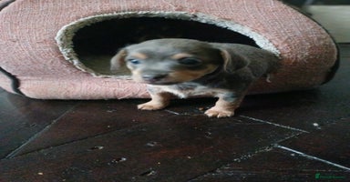 Chiweenie dogs Pups for sale  - Advert 9