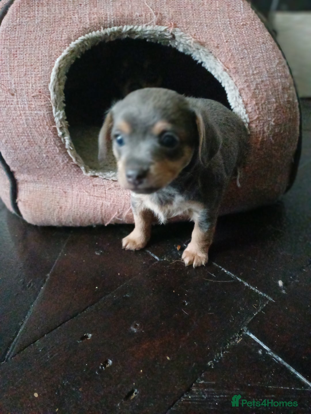 Chiweenie dogs for sale: Pups for sale  - Advert 2