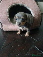 Chiweenie dogs Pups for sale - Advert 2
