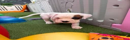 Boxer dogs for sale: Boxers - Advert 3