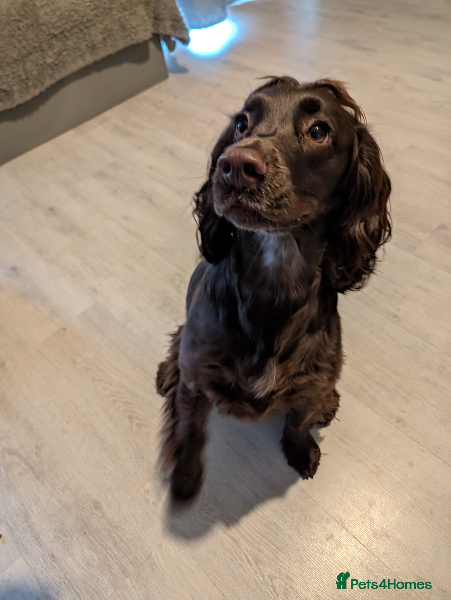 Cocker Spaniel dogs Nearly 2 year old cocker spaniel  - Advert 3