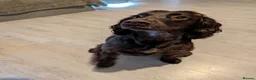 Cocker Spaniel dogs for sale: Nearly 2 year old cocker spaniel  - Advert 1