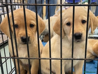 Goldador dogs x2 Goldador boys - Advert 1