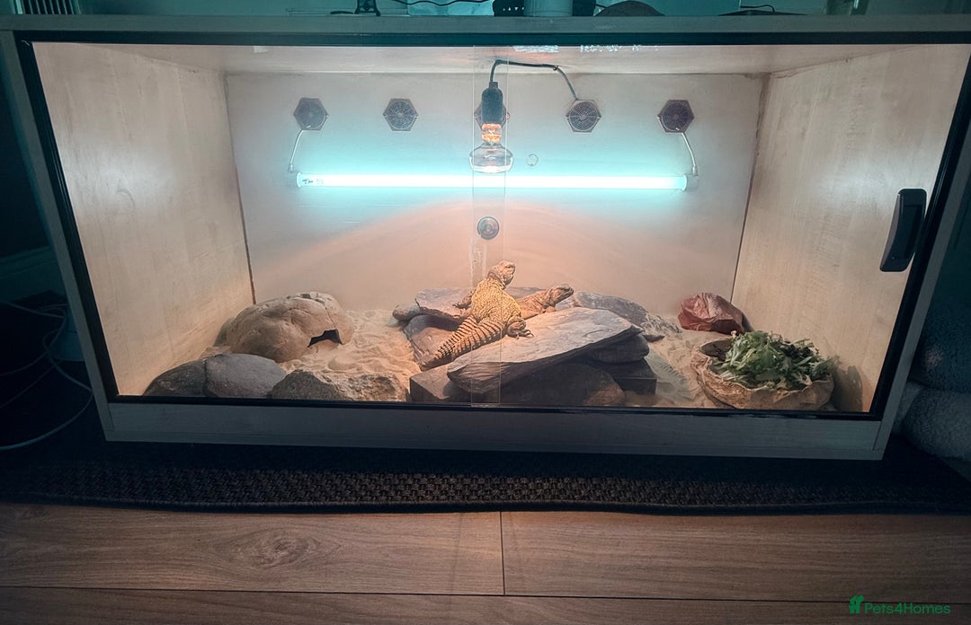 Lizard reptiles for sale: Pair of Moroccan Uromastyx (U.Acanthinuras) - Advert 2