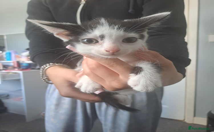 Mixed Breed cats - Advert 11