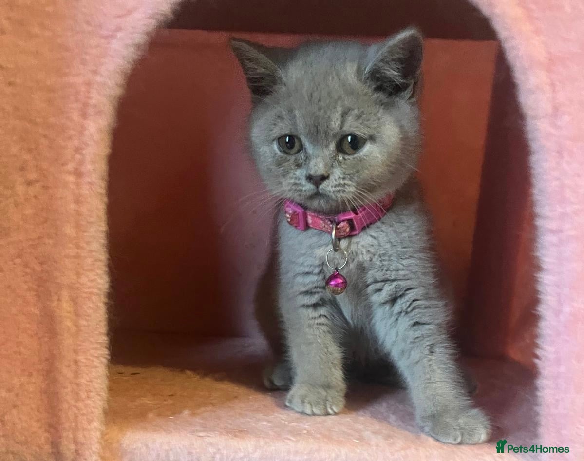 British Shorthair cats British shorthair kittens for sale - Advert 1