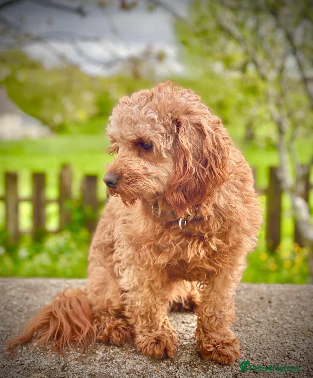 Cavapoo dogs for stud: Cavapoo stud dog Hipscored DNA tested in Winkleigh - Advert 2