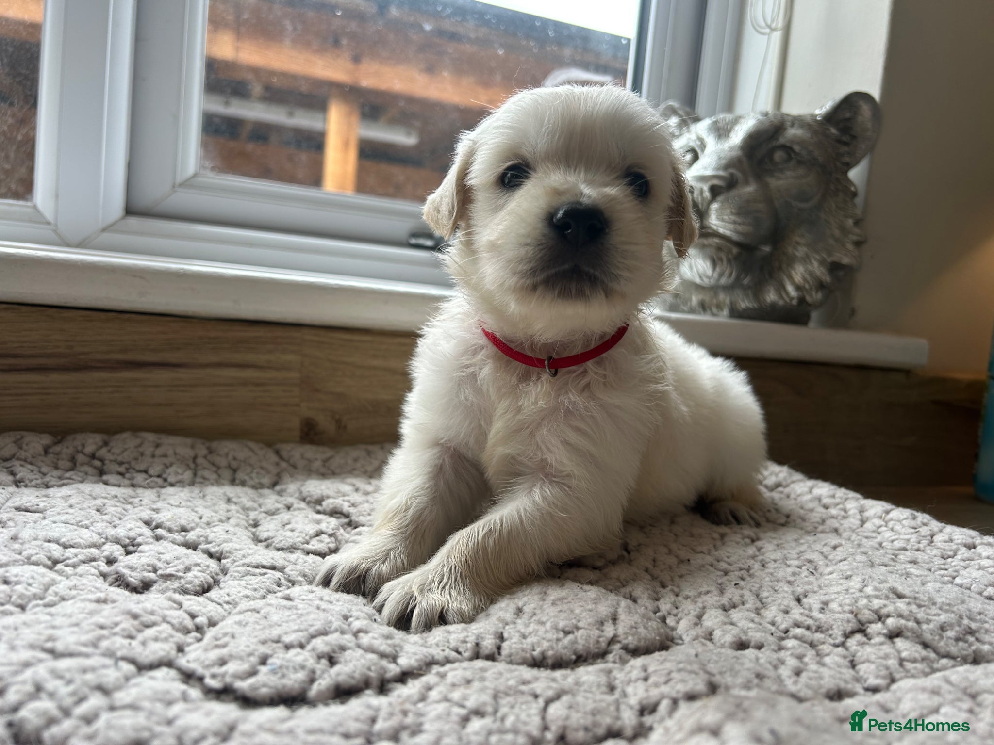 Golden Retriever dogs Gorgeous golden retriever pups - Advert 3