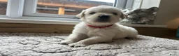 Golden Retriever dogs for sale: Gorgeous golden retriever pups - Advert 15