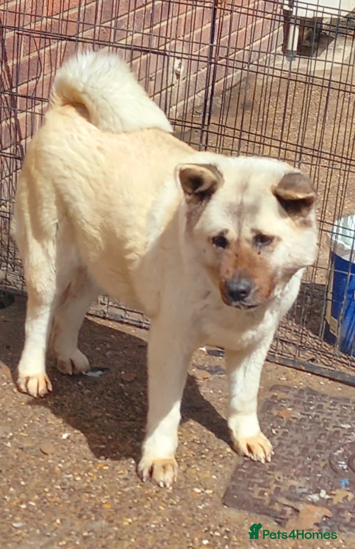 Huskita dogs Female akita - Advert 1
