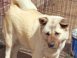 Huskita dogs Female akita - Advert 9