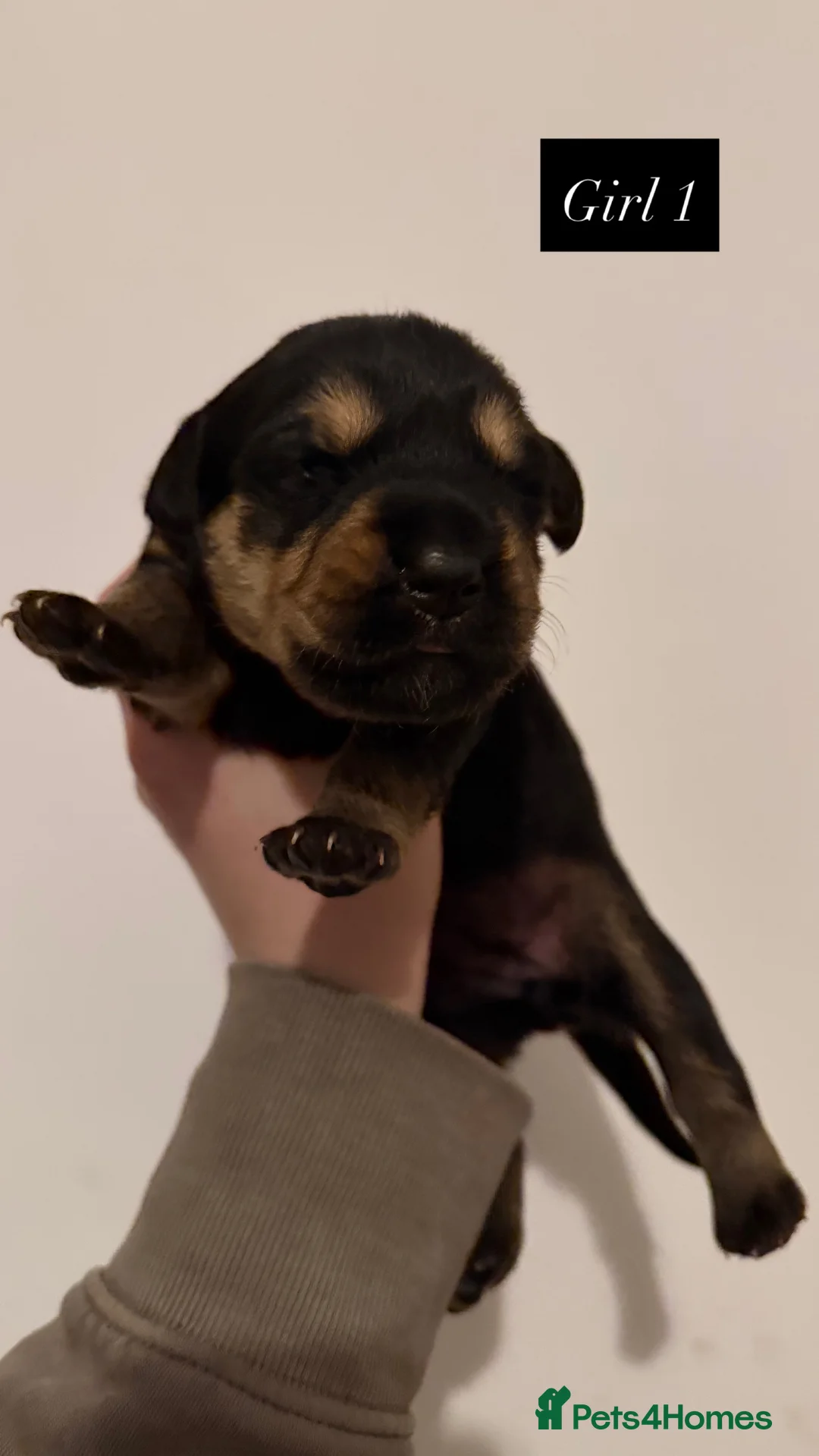 Mixed Breed dogs for sale: Golden Retriever x Rottweiler Puppies - Edinburgh in Edinburgh - Advert 5