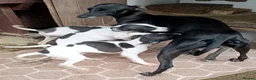 Italian Greyhound dogs for sale: Italian greyhound puppies  - Advert 5