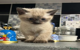 Siamese cats for sale: Siamese cross  - Image 4