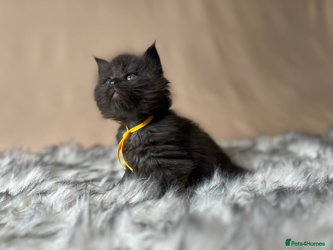 Maine Coon cats for sale: Maine coon kittens blue silver smoke rare colours - Advert 16
