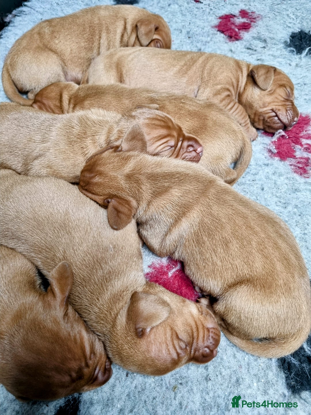 Hungarian Vizsla dogs for sale: Stunning KC Hungarian Vizsla Puppies  - Image 5
