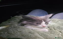 Ragdoll cats for sale: Ragdoll cross kittens  - Image 14