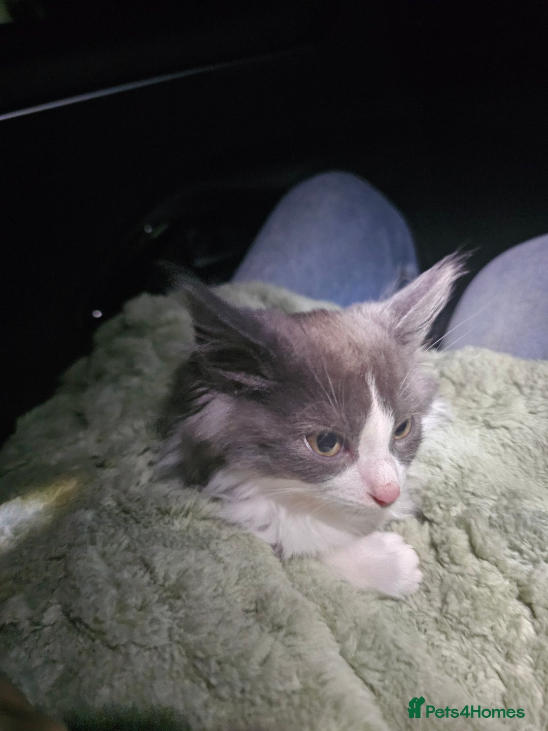 Ragdoll cats for sale: Ragdoll cross kittens  - Image 14